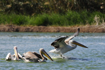 Great White Pelican (Pelecanus onocrotalus) takes off