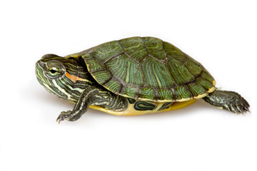 Red-eared Slider