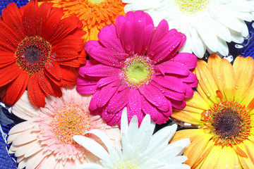 corolles gerberas couleurs