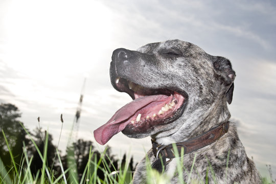 der hund