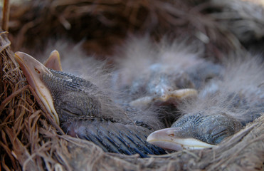 Geborgen im Nest