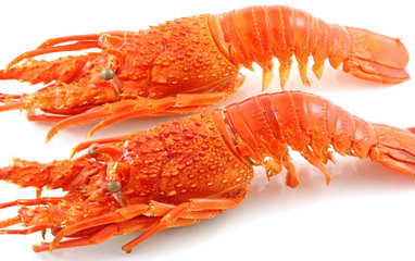 langoustes entières