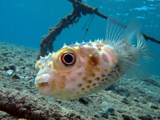 Poisson Porc epic © Solaaris