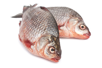 raw perches on white background