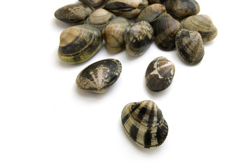 Vongole veraci