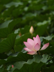 Obraz premium 荷花