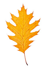 One autumn leaf