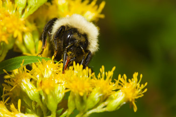 Golden Northern Bumblebee.