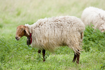 sheep in the field