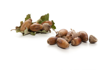 feuilles et glands de chêne