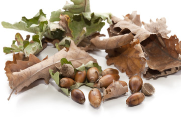 feuilles et glands de chêne