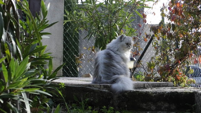 Chat Angora