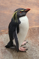 Fototapeta premium Rockhopper penguin
