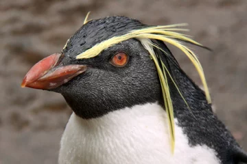 Fotobehang Rockhopper-pinguïn die naar de camera kijkt © Linda More