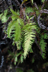 fern - genus Sticherus leaves closeup