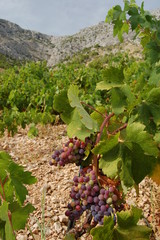 Pole winogron na wyspie Hvar