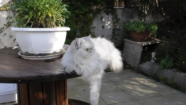 Un chat angora en plein effort