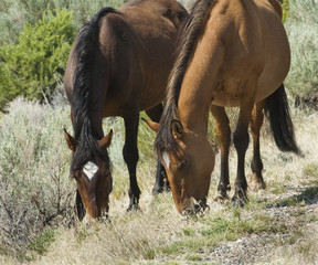 Pryor Mountain mustangs