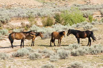 Fototapeta premium Pryor Mountain mustangs