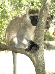 Regard ébaubi d'un babouin
