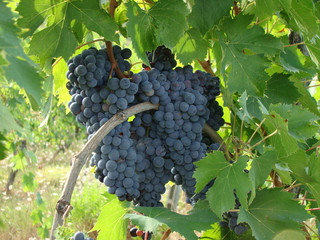 Grappoli di uva e vitigno Toscano