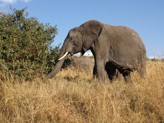 Obraz premium Vieil éléphant solitaire