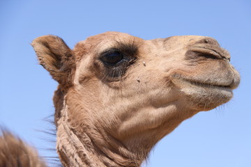 Obraz premium Kopf eines jungen Dromedars in der Karakum Wüste - Turkmenistan