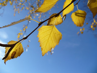 Obraz premium Birch branch