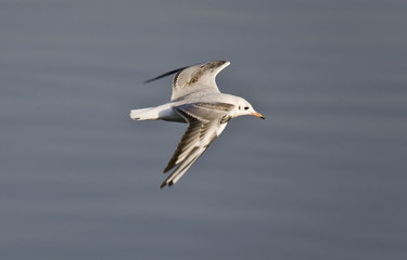 Seagull flying over lake Kerkini at Greece