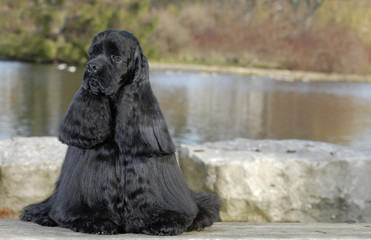 american cocker spaniel sitting by river