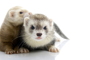 A couple of young ferrets.