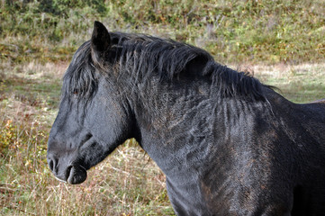 Caballo negro