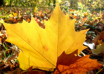autumn planetree leaf felt on the forest ground