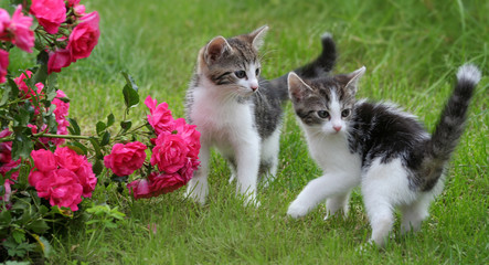 Zwei Katzen Welpen Kitten im Gras mit Rosen © farbkombinat