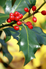 houx commun, ilex aquifolium