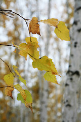 In this photo the beautiful winter wood is shown