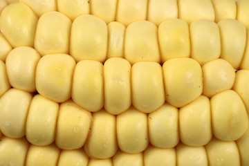 corn close up