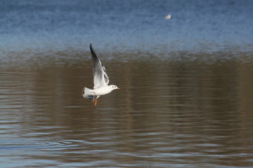 Möwe im Tiefflug