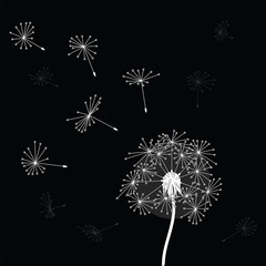 Abstract dandelion