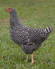 Checkerboard hen
