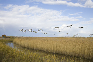 Cranes migrating over autumn marsh