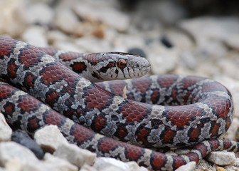 Milk Snake