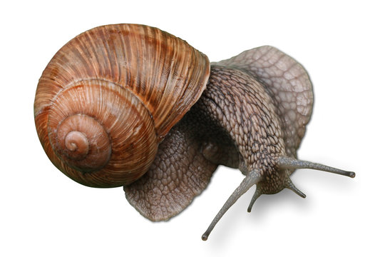 snail