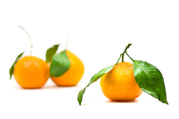 Tangerines