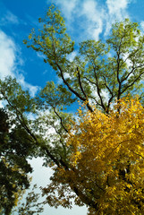 Bäume im Herbst