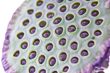 Close up of contemporary flower