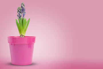 fleur jacinthe (hyacinthe) hyacinthus sur fond rose