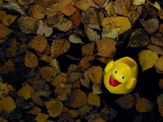 Ente in Herbst Laub