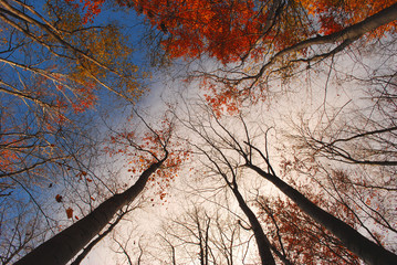 tree tops