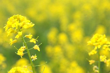 Obraz premium Yellow flower of rape (Lat. Brassica napus)